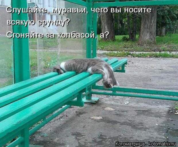 Котоматрицы (картинки с надписями)