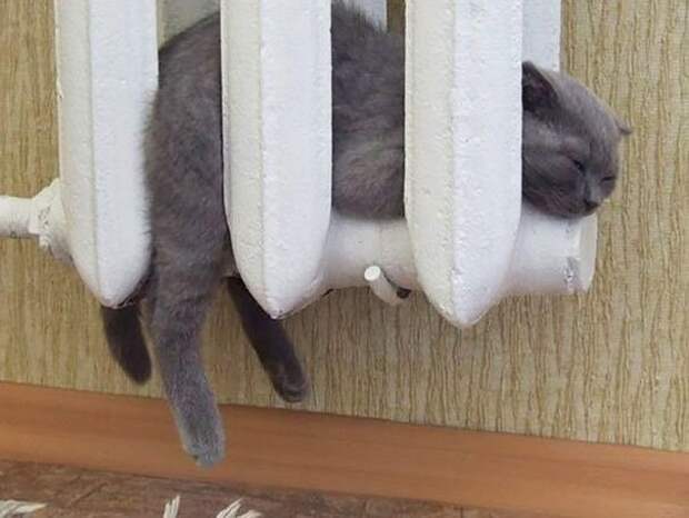 животные греются
