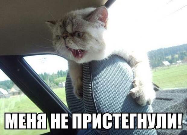 Смешные картинки с подписями  картинки, прикол, юмор