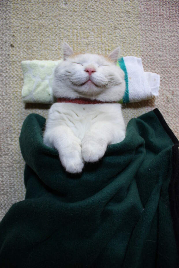 коты релаксация (12)