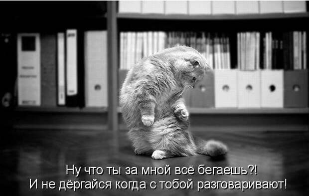 Котоматрица (81 фото)