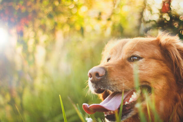 Собачьи портреты Creative Dog Portraits 5 Радостные собаки в объективе девушки подростка