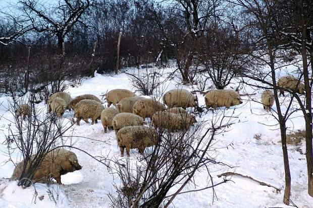 Свиньи породы венгерская пуховая мангалица. Фото