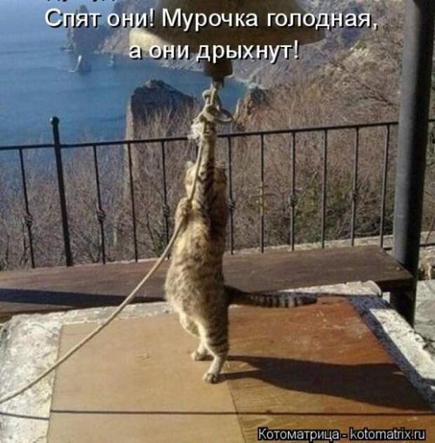 Хозяин вставай ну