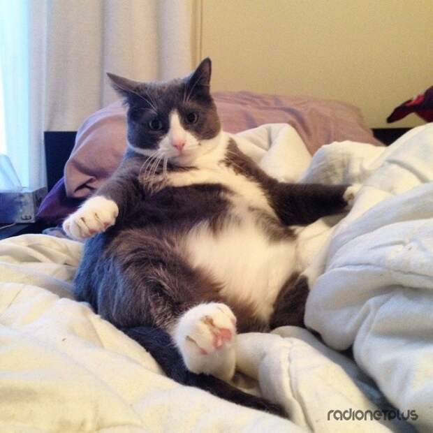 Они толстеют очень быстро Они толстеют очень быстро