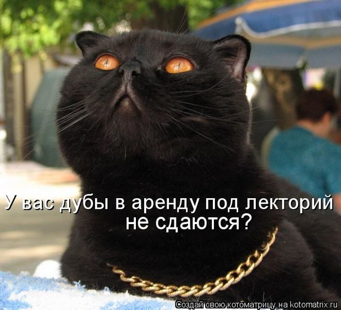 Лучшие котоматрицы недели