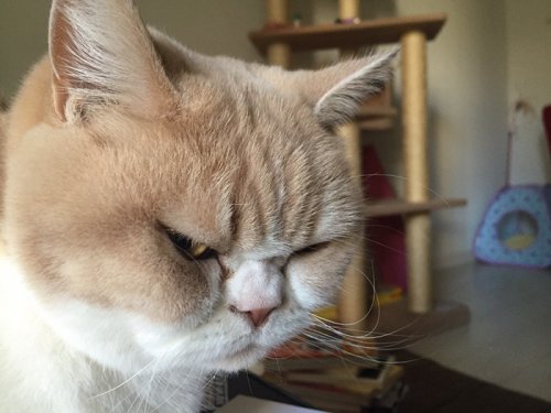 Grumpy Cat в японской версии (14 фото)