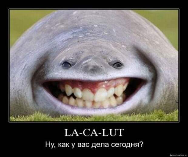 Самые убойные демотиваторы только прикольные.