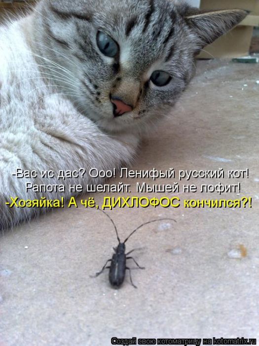 Котоматрицы(картинки с надписями)