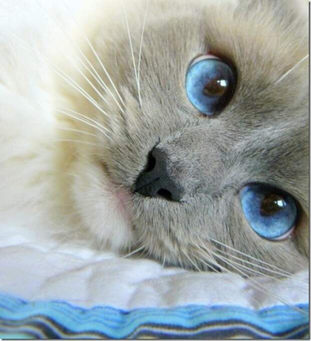 Multi-colored_eyes_of_ cats_2_(funnypagenet.com)
