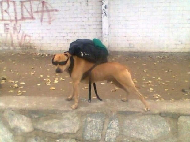 собака с рюкзаком
