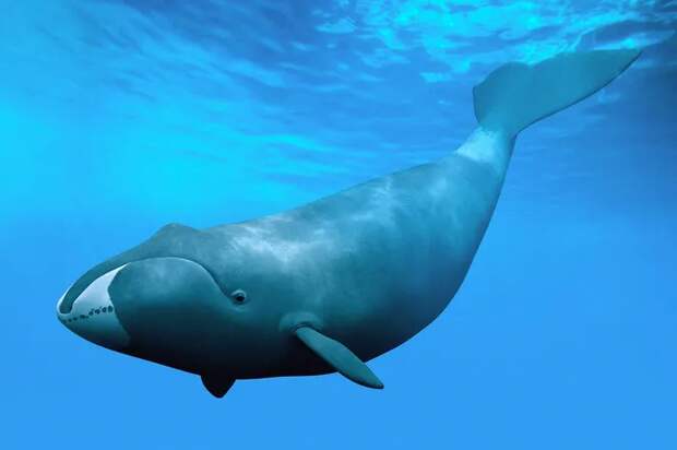 Секрет 200-летних гренландских китов может заключаться в одном белке