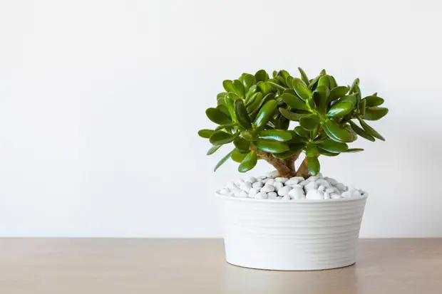 10 комнатных растений, которые не нуждаются в тщательном уходе и частом поливе