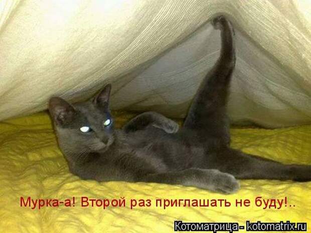 Лучшие котоматрицы недели (50 фото)