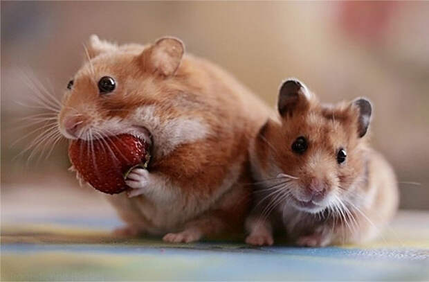 funny-animals-eating-103__605
