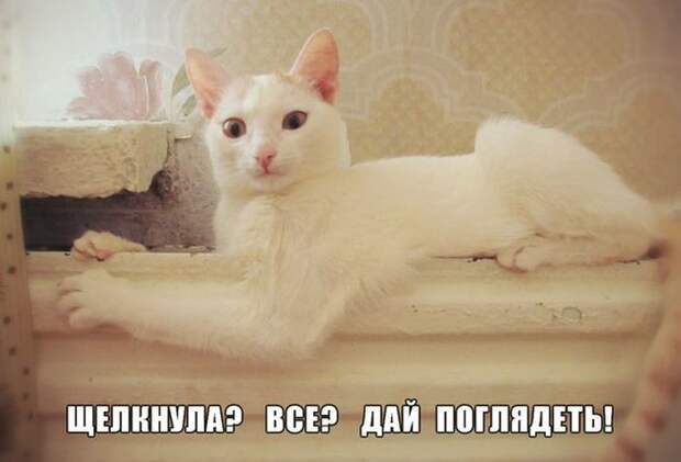 Смешные картинки с подписями Смешные картинки с подписями картинки, юмор