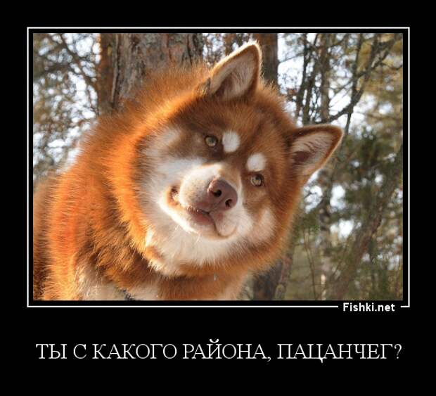 Демотиваторы демотиваторы