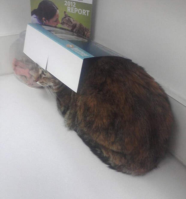 кошки которые думают что они хорошо спрятались 
