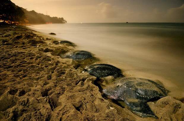 7. Кожистые черепахи, Тринидад, неподалёку от побережья Венесуэлы кадр, под водой, рыба