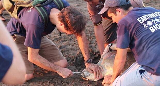pull the plug out of the turtle nose pliers