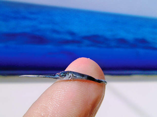 baby-swordfish-juan-c-levesque-1