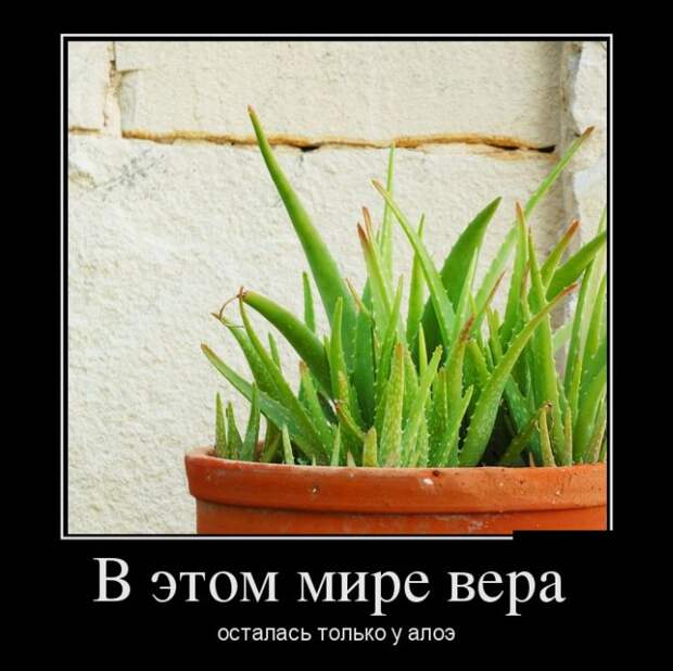 Пятничная подборка демотиваторов демотиватор, юмор