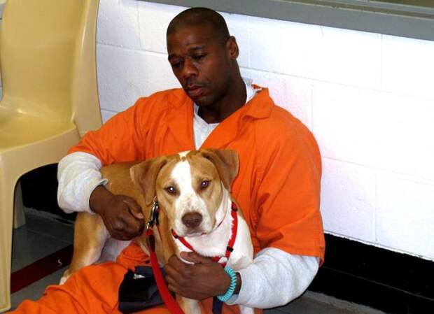 В одной из тюрем США заключенным разрешили брать на воспитание бездомных собак заключенные, собаки, тюрьма