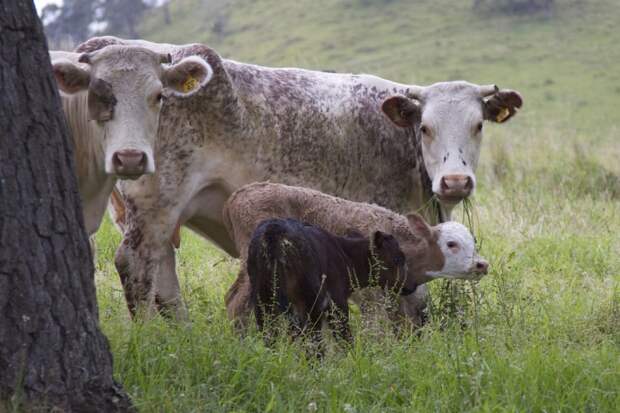 Коровы, в основном, одноплодны, двойни случаются лишь в двух процентах родов. Мать выкармливает молодняк до девяти месяцев. В трехмесячном возрасте малыш начинает есть траву и самостоятельно разгуливать по лугам
