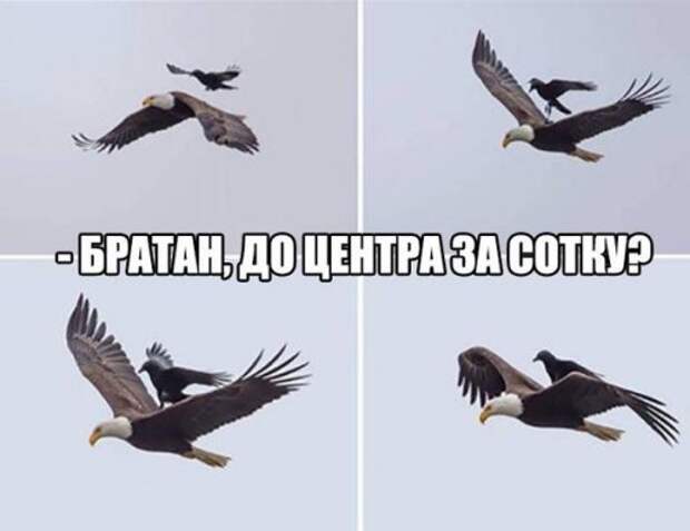 Прикольные фотомемы для хорошего настроения (28 фото)