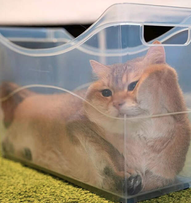 20+ котеек, которые пренебрегают всеми известными законами физики