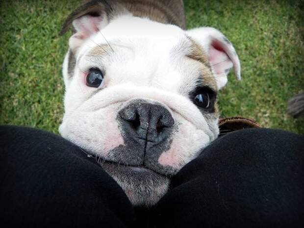 BulldogPuppies25_801x601
