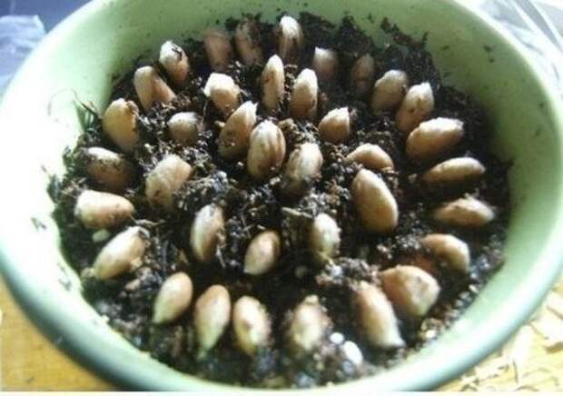 Как вырастить лимонное дерево в чашке Как вырастить лимонное дерево в чашке