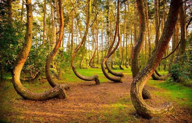 Кривой лес в Польше/ © gismeteo.ru