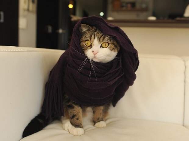 Японский кот