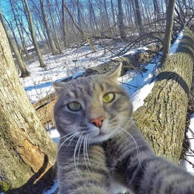 Кот научился делать крутые селфи (35 фото)