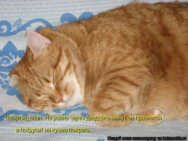 Котоматрицы (картинки с надписями)
