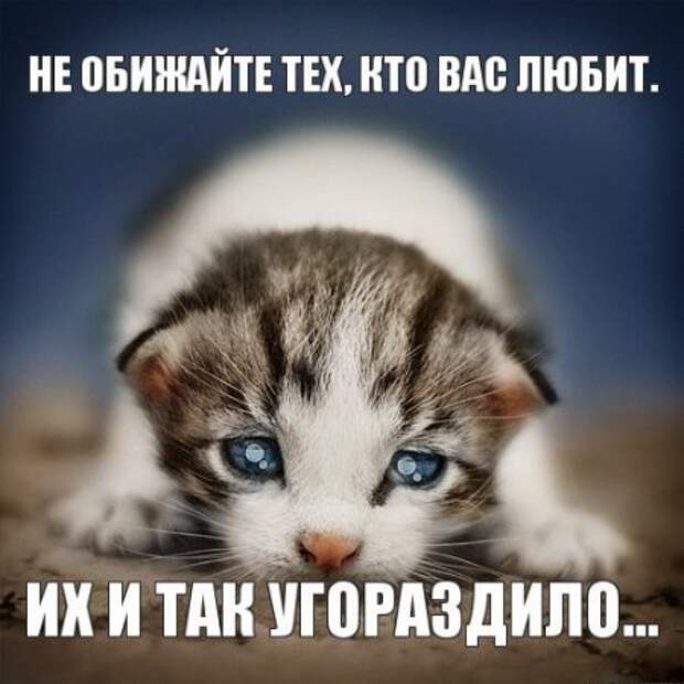 Интересные фразы с картинками о жизни и с юмором.