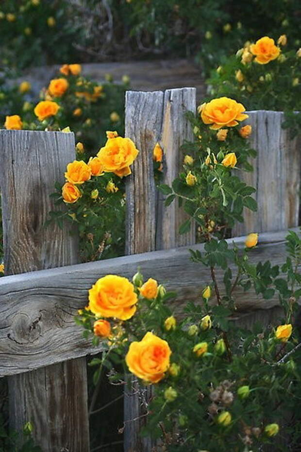 4497432_rosesingardeninspiration52 (400x600, 89Kb)