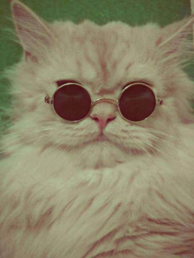 стильные кошки, кошки в модной одежде, модные коты