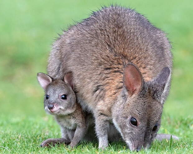 5 милых животных против пятерки самых опасных существ Австралии