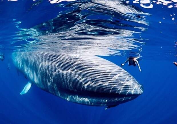 Какой толщины нервы у китов? вопросы, интересное, мир, наука, познавательно, факты