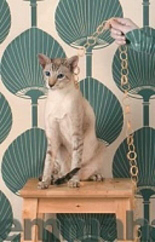 Кошки и Котята 118