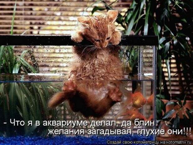 Новая котоматрица (32 фото)