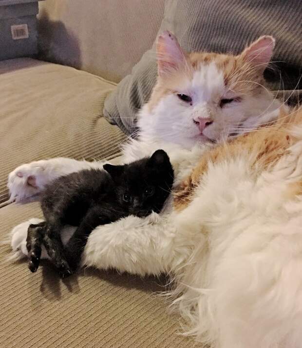 Котенок и кот