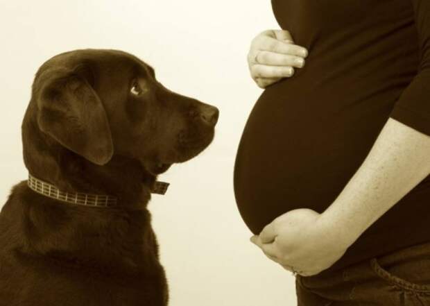 20 собак, которые ждут не дождутся рождения ребёнка 20 собак, которые ждут не дождутся рождения ребёнка