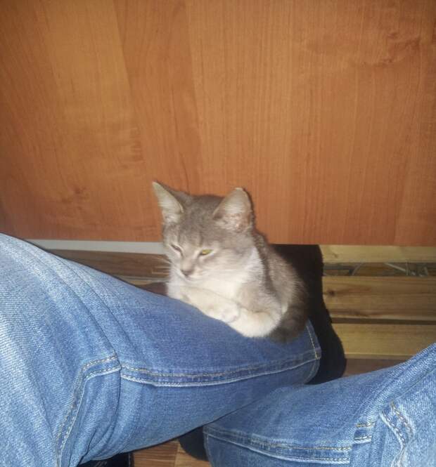 Неожиданный гость Неожиданный гость гость, котенок