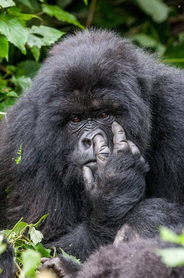 Самые смешные фото животных по версии Comedy Wildlife Photography Awards 2015