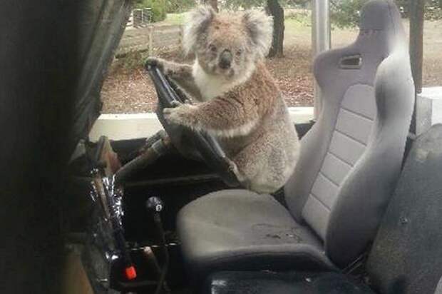 коала угнала авто, австралия