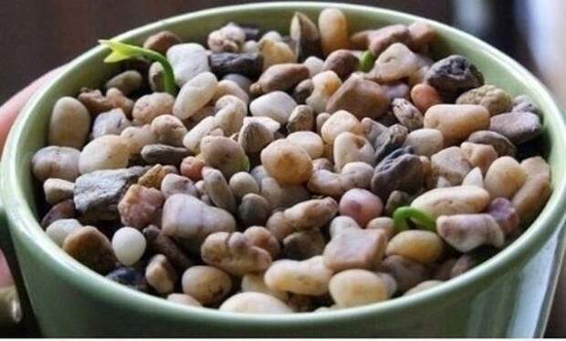 Как вырастить лимонное дерево в чашке Как вырастить лимонное дерево в чашке