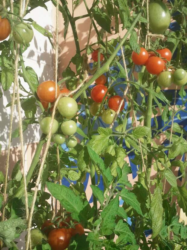 Мой балконный огород своими руками, сделай сам